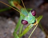 Macro